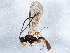  ( - BIOUG06249-A06)  @14 [ ] CreativeCommons - Attribution (2014) CBG Photography Group Centre for Biodiversity Genomics