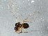  ( - BIOUG06249-D03)  @13 [ ] CreativeCommons - Attribution (2014) CBG Photography Group Centre for Biodiversity Genomics