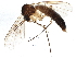  (Exechia unimaculata - BIOUG06334-D10)  @15 [ ] CreativeCommons - Attribution (2014) CBG Photography Group Centre for Biodiversity Genomics