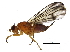  (Palloptera albertensis - BIOUG06356-H07)  @13 [ ] CreativeCommons - Attribution (2014) CBG Photography Group Centre for Biodiversity Genomics
