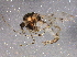  ( - BIOUG06415-C05)  @13 [ ] CreativeCommons - Attribution (2014) CBG Photography Group Centre for Biodiversity Genomics