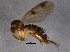  (Mycetophila forcipata - BIOUG06468-G01)  @13 [ ] CreativeCommons - Attribution (2014) CBG Photography Group Centre for Biodiversity Genomics
