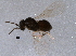  ( - BIOUG06471-B03)  @12 [ ] CreativeCommons - Attribution (2014) CBG Photography Group Centre for Biodiversity Genomics