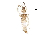  (Thrips roepkei - BIOUG06913-A06)  @14 [ ] CreativeCommons - Attribution (2015) CBG Photography Group Centre for Biodiversity Genomics