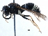  ( - BIOUG07628-D02)  @13 [ ] CreativeCommons - Attribution (2016) CBG Photography Group Centre for Biodiversity Genomics