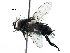  ( - BIOUG24546-E04)  @14 [ ] CreativeCommons - Attribution (2016) CBG Photography Group Centre for Biodiversity Genomics