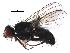  (Cordilurini - BIOUG24547-A07)  @15 [ ] CreativeCommons - Attribution (2016) CBG Photography Group Centre for Biodiversity Genomics
