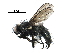  ( - BIOUG24556-D07)  @13 [ ] CreativeCommons - Attribution (2016) CBG Photography Group Centre for Biodiversity Genomics