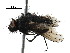  ( - BIOUG25043-D01)  @14 [ ] CreativeCommons - Attribution (2016) CBG Photography Group Centre for Biodiversity Genomics