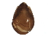  (Lepidozetes - BIOUG13215-A02)  @13 [ ] CreativeCommons - Attribution (2015) CBG Photography Group Centre for Biodiversity Genomics
