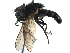  ( - BIOUG13216-B12)  @11 [ ] CreativeCommons - Attribution (2016) CBG Photography Group Centre for Biodiversity Genomics