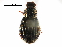  ( - BIOUG13217-G11)  @13 [ ] CreativeCommons - Attribution (2016) CBG Photography Group Centre for Biodiversity Genomics