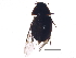  ( - BIOUG12899-B12)  @13 [ ] CreativeCommons - Attribution (2015) CBG Photography Group Centre for Biodiversity Genomics