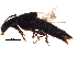  ( - BIOUG12950-H03)  @13 [ ] CreativeCommons - Attribution (2015) CBG Photography Group Centre for Biodiversity Genomics