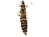  (Thrips monotropae - BIOUG13206-A04)  @15 [ ] CreativeCommons - Attribution (2015) CBG Photography Group Centre for Biodiversity Genomics
