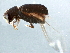  (Pityophthorus biovalis - BIOUG13561-A07)  @13 [ ] CreativeCommons - Attribution (2015) CBG Photography Group Centre for Biodiversity Genomics