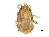  ( - BIOUG13567-E03)  @13 [ ] CreativeCommons - Attribution (2015) CBG Photography Group Centre for Biodiversity Genomics