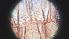 ( - CH-0000697-B10)  @12 [ ] Copyright (2018) Oscar Mikery El Colegio de la Frontera Sur