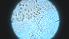  ( - CH-0000697-B10)  @12 [ ] Copyright (2018) Oscar Mikery El Colegio de la Frontera Sur