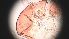  ( - CH-0000697-C02)  @12 [ ] Copyright (2018) Oscar Mikery El Colegio de la Frontera Sur