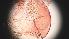  ( - CH-0000697-C08)  @12 [ ] Copyright (2018) Oscar Mikery El Colegio de la Frontera Sur
