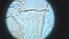 ( - CH-0000697-D05)  @12 [ ] Copyright (2018) Oscar Mikery El Colegio de la Frontera Sur