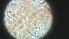  ( - CH-0000697-G10)  @12 [ ] Copyright (2018) Oscar Mikery El Colegio de la Frontera Sur