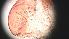  ( - CH-0000697-G10)  @12 [ ] Copyright (2018) Oscar Mikery El Colegio de la Frontera Sur