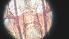  ( - CH-0000697-G09)  @12 [ ] Copyright (2018) Oscar Mikery El Colegio de la Frontera Sur