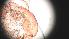  ( - CH-0000697-H01)  @12 [ ] Copyright (2018) Oscar Mikery El Colegio de la Frontera Sur