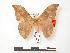  ( - PD-BC 177)  @13 [ ] Copyright (2010) Unspecified Research Collection of Philippe Darge