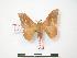  (Adafroptilum tricoronatum - PD-BC 196)  @14 [ ] Copyright (2010) Unspecified Research Collection of Philippe Darge