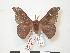  (Adafroptilum lejorai - PD-BC 208)  @13 [ ] Copyright (2010) Unspecified Research Collection of Philippe Darge