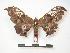  ( - PD-BC 213)  @13 [ ] Copyright (2010) Unspecified Research Collection of Philippe Darge