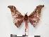  ( - PD-BC 226)  @13 [ ] Copyright (2010) Unspecified Research Collection of Philippe Darge