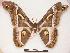  ( - PD-BC 370)  @13 [ ] Copyright (2010) Unspecified Research Collection of Philippe Darge