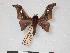  ( - PD-BC 063)  @13 [ ] Copyright (2010) Unspecified Research Collection of Philippe Darge