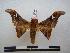  ( - PD-BC 1176)  @13 [ ] Copyright (2010) Unspecified Research Collection of Philippe Darge