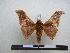  ( - PD-BC 1225)  @13 [ ] Copyright (2010) Unspecified Research Collection of Philippe Darge