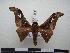  ( - PD-BC 1251)  @13 [ ] Copyright (2010) Unspecified Research Collection of Philippe Darge