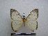  (Pseudaphelia sp. 3 - PD-BC 1307)  @13 [ ] Copyright (2010) Unspecified Research Collection of Philippe Darge