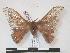  (Adafroptilum convictum - PD-BC 935)  @13 [ ] Copyright (2010) Unspecified Research Collection of Philippe Darge