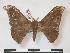 (Adafroptilum quinquevitreatum - PD-BC 938)  @14 [ ] Copyright (2010) Unspecified Research Collection of Philippe Darge