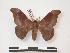  (Adafroptilum schmiti - PD-BC 947)  @14 [ ] Copyright (2010) Unspecified Research Collection of Philippe Darge