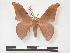  (Orthogonioptilum dargei - PD-BC 963)  @14 [ ] Copyright (2010) Unspecified Research Collection of Philippe Darge