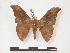  (Orthogonioptilum bergeri - PD-BC 971)  @14 [ ] Copyright (2010) Unspecified Research Collection of Philippe Darge