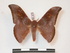  ( - PD-BC 973)  @14 [ ] Copyright (2010) Unspecified Research Collection of Philippe Darge