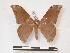  (Orthogonioptilum conspectum - PD-BC 988)  @14 [ ] Copyright (2010) Unspecified Research Collection of Philippe Darge