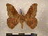  (Adafroptilum kalamboensis - PD-BC 2176)  @14 [ ] Copyright (2010) Unspecified Research Collection of Philippe Darge