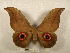  ( - PD-BC 2222)  @14 [ ] Copyright (2010) Unspecified Research Collection of Philippe Darge